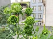 Nhà đẹp - Đang hào hứng khoe hoa hồng xanh độc lạ, cô gái "đứng hình" khi nghe phản ứng của dân mạng