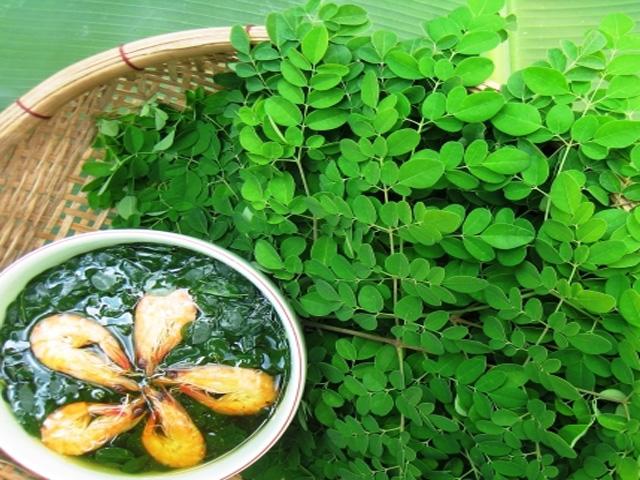 Mùa này, trồng ngay cây chùm ngây ngừa ung thư cực tốt, lấy rau ngon mát ăn suốt hè - 4