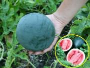 Nhà đẹp - Độc lạ: Dưa hấu tí hon, vị ngọt sắc, trồng 2 tháng là thu hoạch