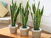 Nhà đẹp - Trồng ngay cây lưỡi hổ trong nhà để hấp thụ 107 loại độc tố, đuổi xui xẻo, hút tài lộc
