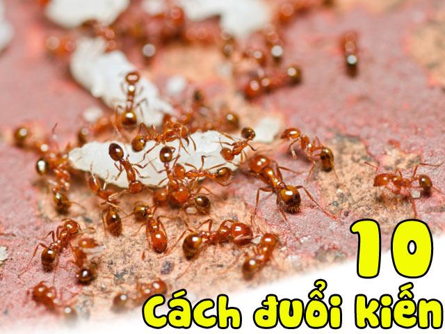 Chẳng cần xịt thuốc, vẫn có 10 cách đuổi kiến amp;#34;sạch báchamp;#34; khỏi nhà vừa nhanh vừa dễ - 1
