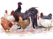 Eva tám - 3 con giáp đại cát đại lợi, làm ăn "trúng quả" trong hè 2018