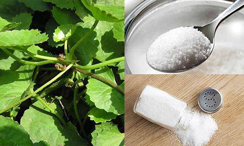 Chạy ra chợ mua nắm rau má về xay nhuyễn rồi đắp lên mặt, sẹo lõm đến mấy cũng khỏi - 2