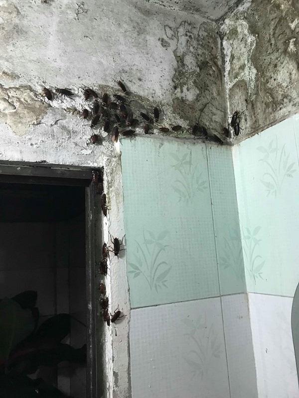 om du loai vi khuan, chat ban "kinh hoang" vao nguoi vi thoi quen dung dep dap gian sai lam - 2