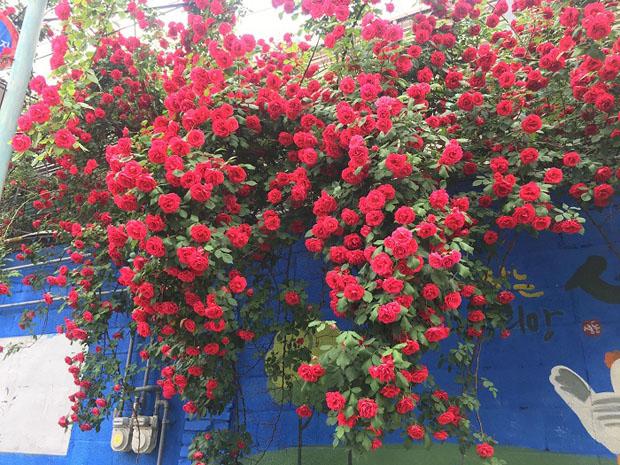 Xuất hiện chiếc cổng hoa hồng đẹp amp;#34;hơn trong phimamp;#34; khiến dân mạng... gào thét: amp;#34;Sao đẹp quá đáng!amp;#34; - 9