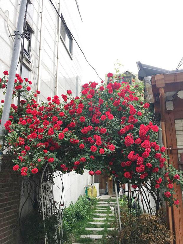 Xuất hiện chiếc cổng hoa hồng đẹp amp;#34;hơn trong phimamp;#34; khiến dân mạng... gào thét: amp;#34;Sao đẹp quá đáng!amp;#34; - 1