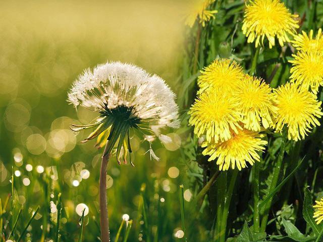 Trồng cây bồ công anh trong vườn nhà, vừa đẹp tinh khôi vừa có bài thuốc quý