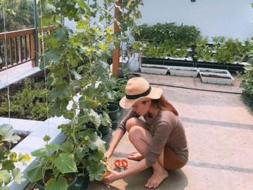 Vườn rau trái mướt mắt đủ loại ngon sạch trên sân thượng của Hoa hậu Quý bà Phương Lê