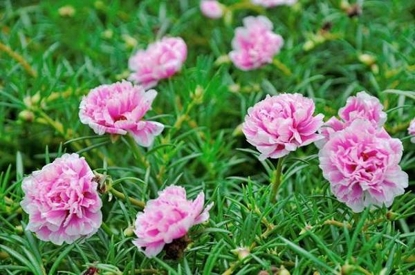 dan mang “me met” con duong hoa khoe sac ruc ro dep nhu tien canh o lang que nam dinh - 6