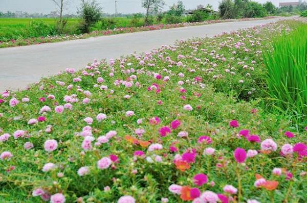 dan mang “me met” con duong hoa khoe sac ruc ro dep nhu tien canh o lang que nam dinh - 12