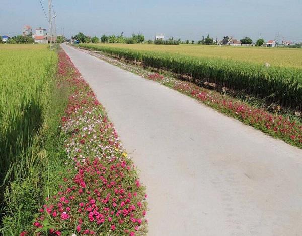 dan mang “me met” con duong hoa khoe sac ruc ro dep nhu tien canh o lang que nam dinh - 15