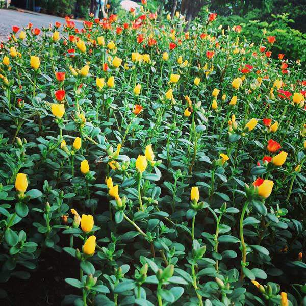 dan mang “me met” con duong hoa khoe sac ruc ro dep nhu tien canh o lang que nam dinh - 13