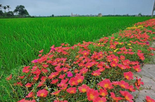 dan mang “me met” con duong hoa khoe sac ruc ro dep nhu tien canh o lang que nam dinh - 3