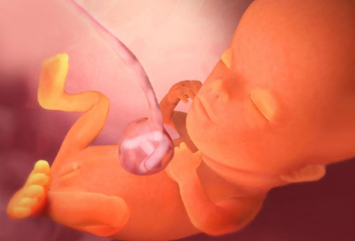 Tầm quan trọng của việc theo dõi sự phát triển của thai nhi