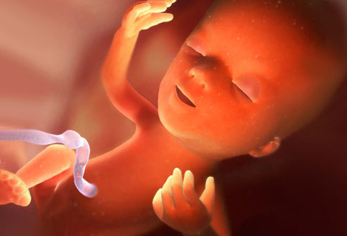 Thai nhi 15 tuần tuổi: Đôi tai bắt đầu hoạt động - 1