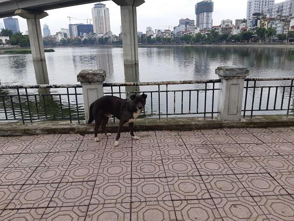 Bị chó cắn không nói cho bố mẹ, 2 bé trai tử vong thương tâm chỉ trong vòng 1 tuần - 2