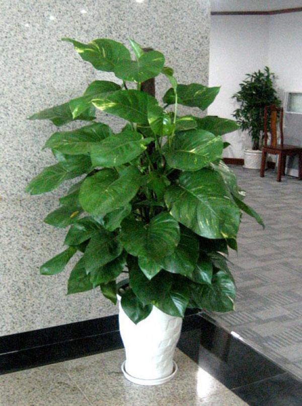 10 loại cây cảnh trồng trong nhà vừa đẹp vừa giúp lọc không khí cực tốt nên trồng ngay - 9