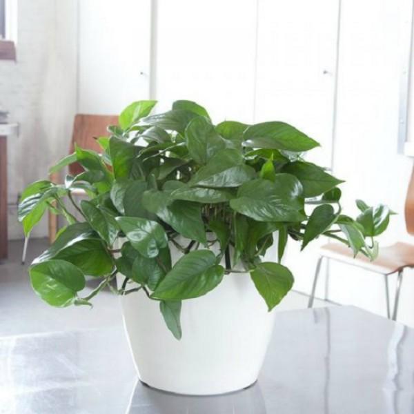 10 loại cây cảnh trồng trong nhà vừa đẹp vừa giúp lọc không khí cực tốt nên trồng ngay - 7