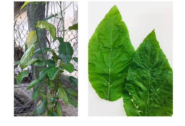 Mẹ dùng lá cây nấu cháo chữa táo bón, con 1 tuổi đi tiểu ra máu, nhập viện cấp cứu - 1