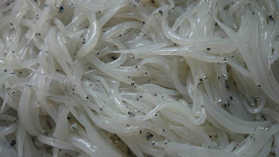 Không ngờ cá ngần bé xíu amp;#34;vạn người mêamp;#34; lại đắt gấp đôi thịt! - 1