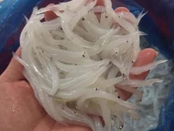 Không ngờ cá ngần bé xíu vạn người mê lại đắt gấp đôi thịt!