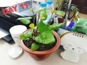 Nhà đẹp - Dân mạng đua nhau khoe... vườn khoai lang, rau thơm trên bàn làm việc khiến ai cũng muốn làm theo