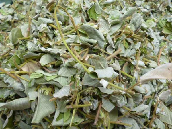 Học ngay cách trồng cây thuốc quý kim tiền thảo: Chẳng tốn công mà nhanh thu hoạch - 5