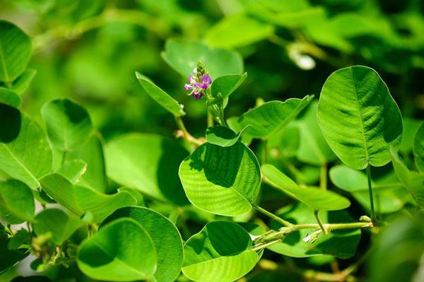 Học ngay cách trồng cây thuốc quý kim tiền thảo: Chẳng tốn công mà nhanh thu hoạch - 3