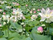 Xem ăn chơi - Về Đồng Tháp hái hoa sen, chèo thuyền ngắm trời mây