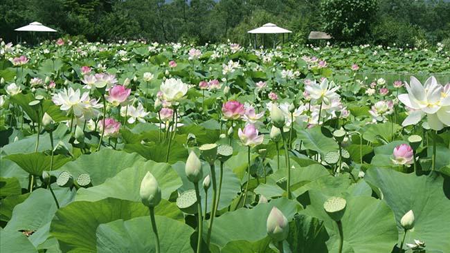 Về Đồng Tháp hái hoa sen, chèo thuyền ngắm trời mây - 4