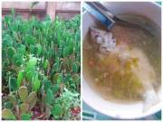 Xem ăn chơi - Cô gái làm dâu Bình Định, đến bữa "sốc" vì mẹ chồng nấu canh cá với xương rồng cho ăn