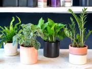 Nhà đẹp - "Điểm danh" 4 loại cây cảnh mini cực đẹp lại dễ chăm đang khiến giới trẻ mê mẩn
