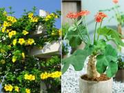 Nhà đẹp - 8 loại cây độc như lá ngón, đẹp mấy cũng không được trồng trong nhà