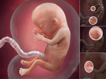 Thai nhi 13 tuần tuổi: Dấu vân tay hình thành