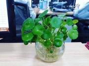 Nhà đẹp - Trồng cây phong thủy theo tuổi cho 12 con giáp gặp may cả năm, tài lộc đầy nhà