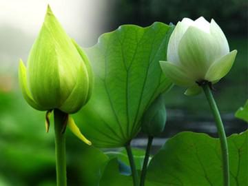 Bí quyết trồng hoa sen xanh nở rực, đẹp hút hồn ngay trong sân nhà