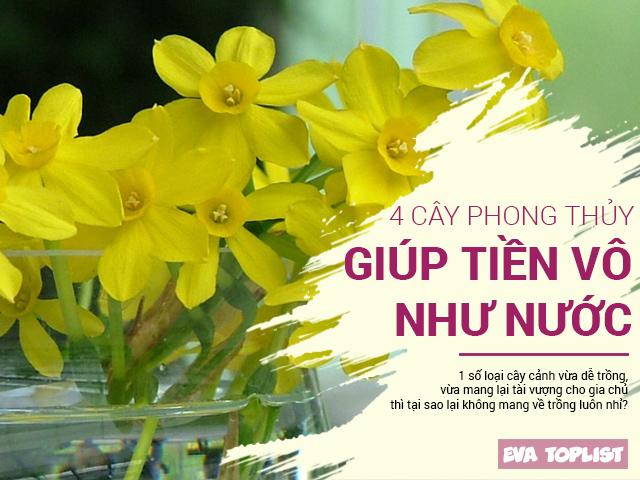 Top 4 cây phong thủy vừa bê về nhà thì tiền đã... tràn vào cửa