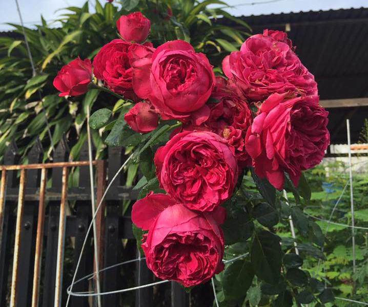 Những giống hoa hồng đỏ đẹp rực rỡ lại dễ trồng, chị em nào cũng mê - 8