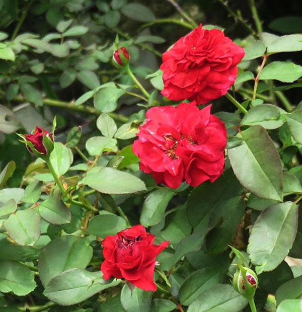 Những giống hoa hồng đỏ đẹp rực rỡ lại dễ trồng, chị em nào cũng mê - 9