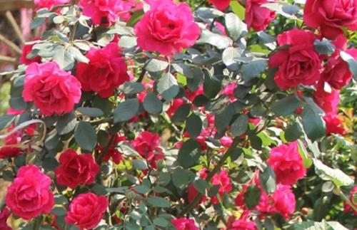 Những giống hoa hồng đỏ đẹp rực rỡ lại dễ trồng, chị em nào cũng mê - 6