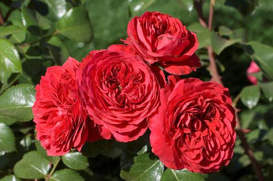 Những giống hoa hồng đỏ đẹp rực rỡ lại dễ trồng, chị em nào cũng mê - 7