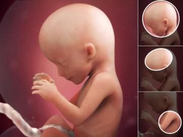 Thai nhi 16 tuần tuổi: Bứt phá về cân nặng, chiều dài