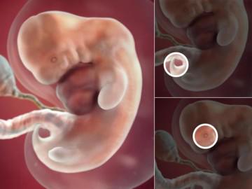 Thai nhi 7 tuần tuổi: Cân nặng tăng gấp đôi