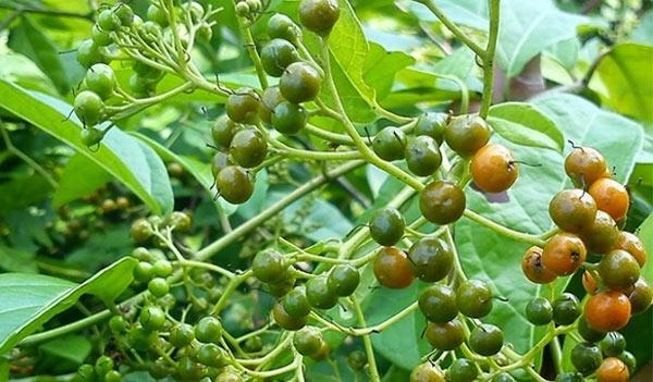 Cách trồng cây xạ đen, vị thuốc quý mà ai cũng muốn có trong vườn nhà - 2