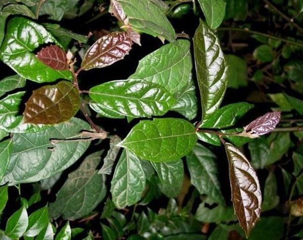 Cách trồng cây xạ đen, vị thuốc quý mà ai cũng muốn có trong vườn nhà - 5