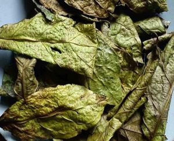 Cách trồng cây xạ đen, vị thuốc quý mà ai cũng muốn có trong vườn nhà - 3