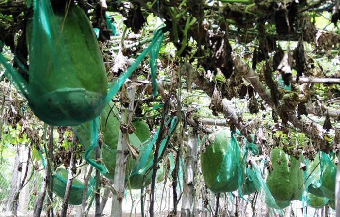 Lạ kì vùng đất người dân mắc võng cho bí khổng lồ “nằm ngủ”, chỉ sợ bí rơi đè chết - 1