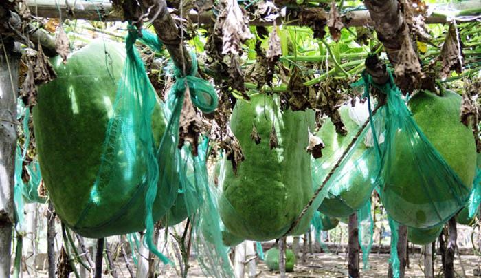 Lạ kì vùng đất người dân mắc võng cho bí khổng lồ “nằm ngủ”, chỉ sợ bí rơi đè chết - 10