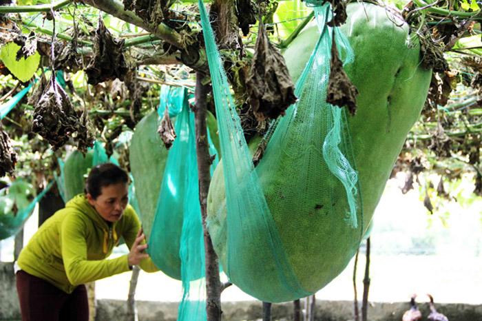 Lạ kì vùng đất người dân mắc võng cho bí khổng lồ “nằm ngủ”, chỉ sợ bí rơi đè chết - 13