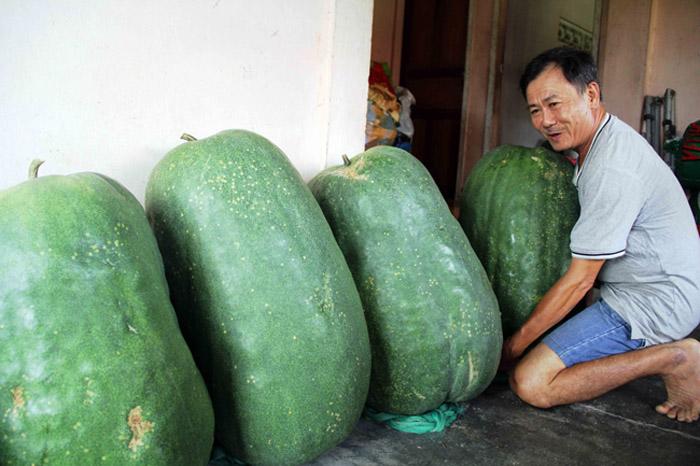 Lạ kì vùng đất người dân mắc võng cho bí khổng lồ “nằm ngủ”, chỉ sợ bí rơi đè chết - 14